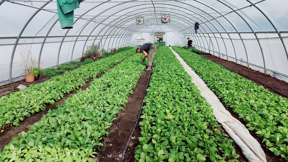 Radieschen und Spinat werden im Folientunnel geerntet