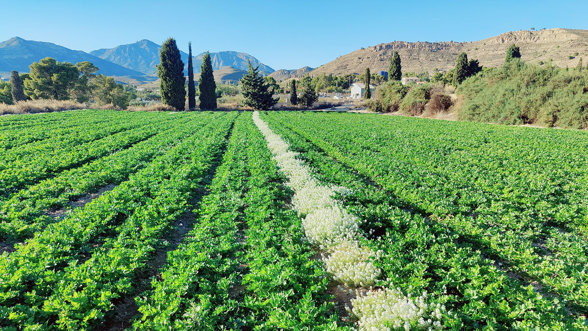 KI generiert: Das Bild zeigt ein weitläufiges, grünes Feld mit Pflanzen und einem schmalen Streifen blühender, weißer Gewächse in der Mitte. Im Hintergrund sind Hügel und vereinzelt Bäume zu sehen.