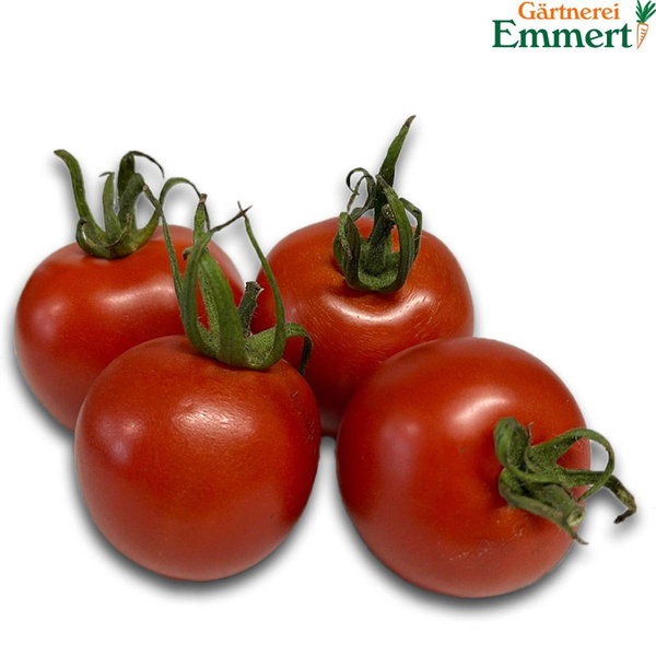 Produktfoto zu Tomate " Dorenia"