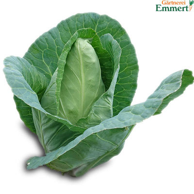 Produktfoto zu Spitzkohl