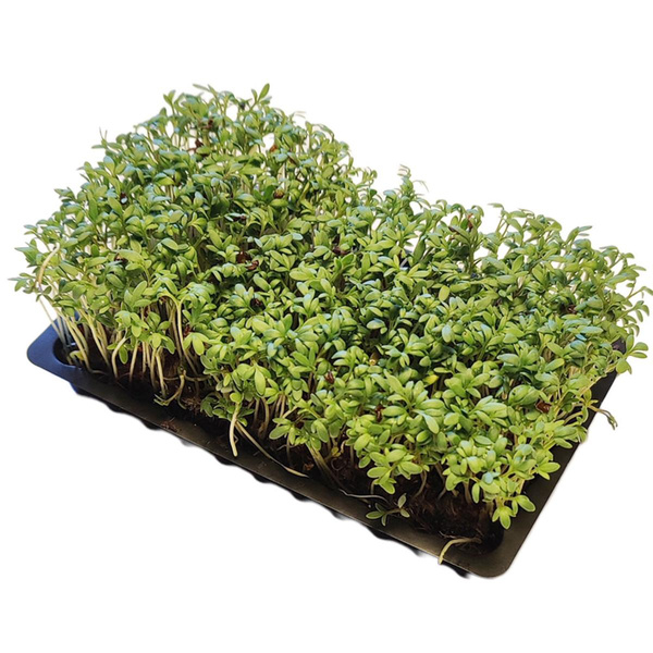 Produktfoto zu Kresseschälchen