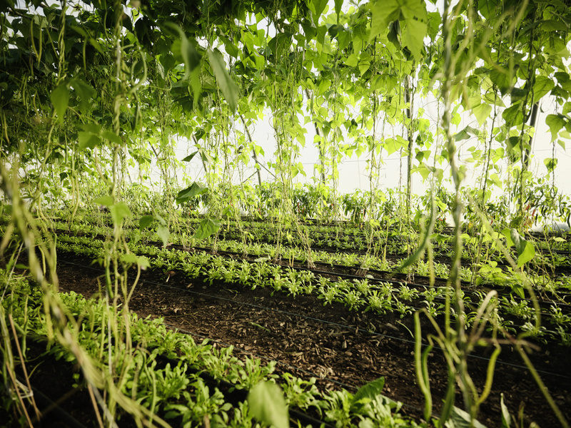 Stangenbohnen im Folientunnel
