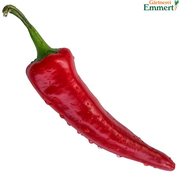 Produktfoto zu Chili  rot "Gorria"