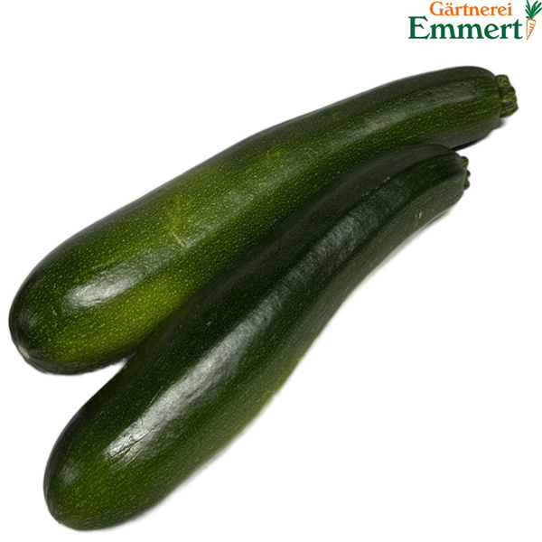 Produktfoto zu Zucchini grün groß