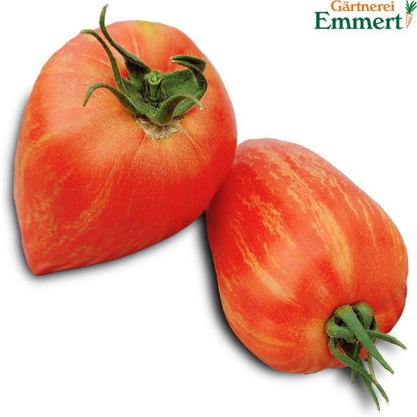 Produktfoto zu Tomate 'Marmorrossa'