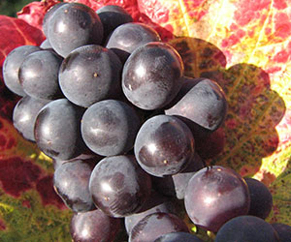 Produktfoto zu Weintrauben  blau _ schwarz