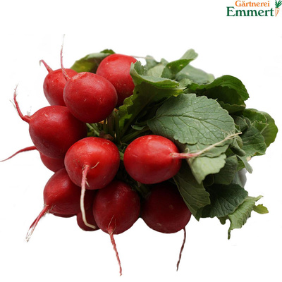 Produktfoto zu Radieschen
