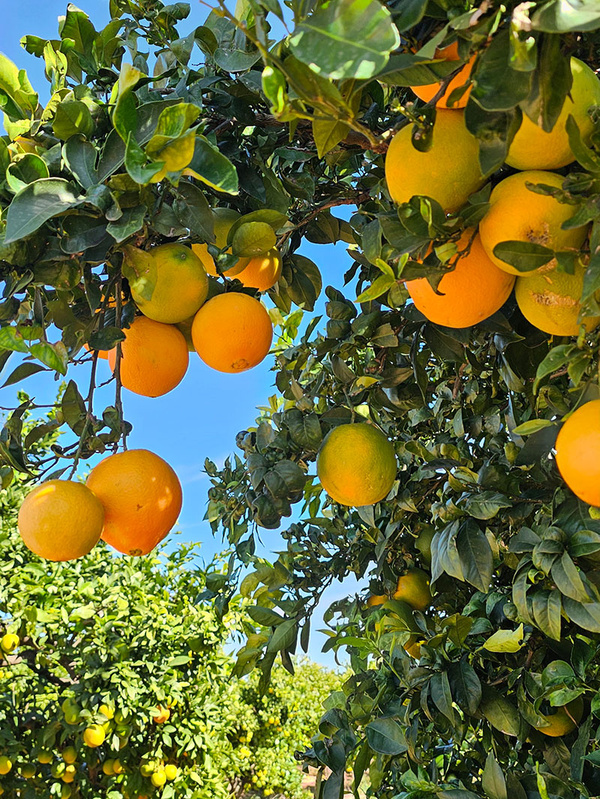 KI generiert: Das Bild zeigt Orangen, die an einem Baum hängen, umgeben von grünen Blättern und einem klaren blauen Himmel im Hintergrund. Der Hauptinhalt ist ein Orangenbaum mit reifen Früchten.