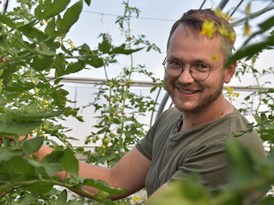 Ein Mann erntet Tomaten in einem Gewächshaus, umgeben von grünen Pflanzen.