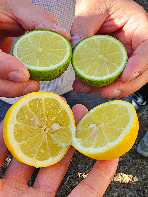 KI generiert: Das Bild zeigt Hände, die je eine geschnittene Limette und Zitrone halten. Der Hauptinhalt sind die zwei aufgeschnittenen Zitrusfrüchte.