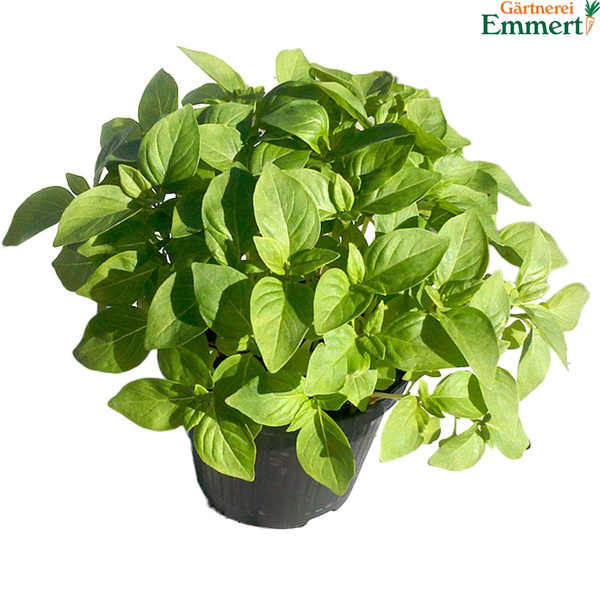 Produktfoto zu Limonenbasilikum