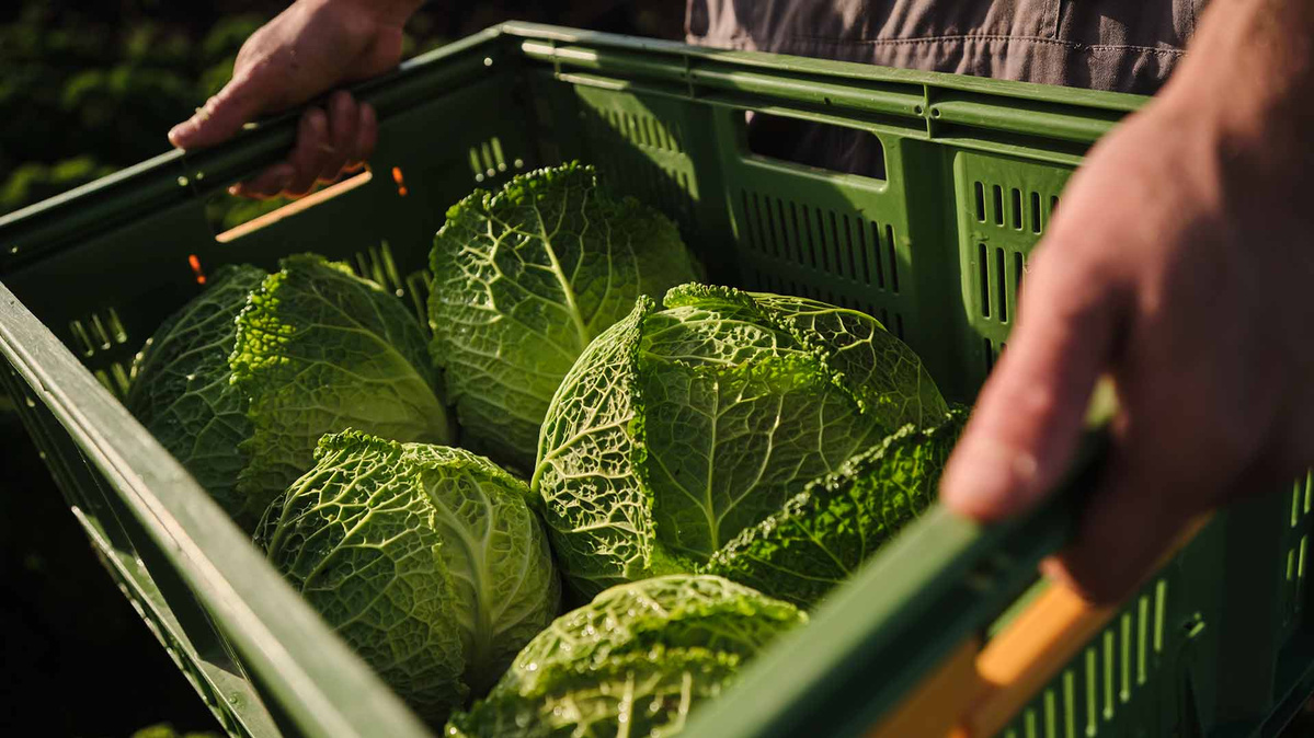 Eine Person hält eine grüne Kiste voller frischer Wirsingköpfe.