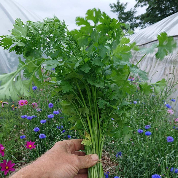 Produktfoto zu Koriander, grün