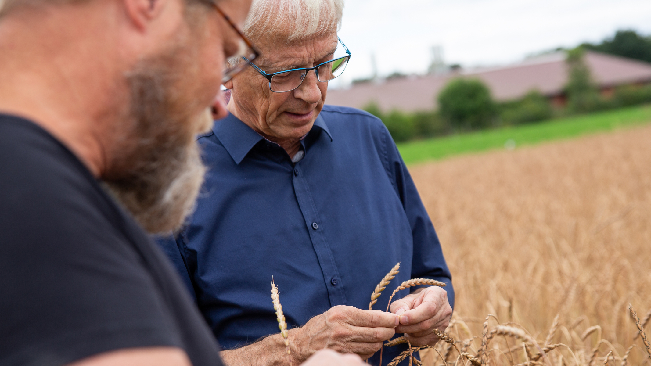 Volker Krause schaut sich mit einem Landwirt einen reifes Feld mit Dinkel an.