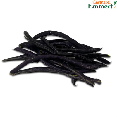 Produktfoto zu Stangenbohnen violett
