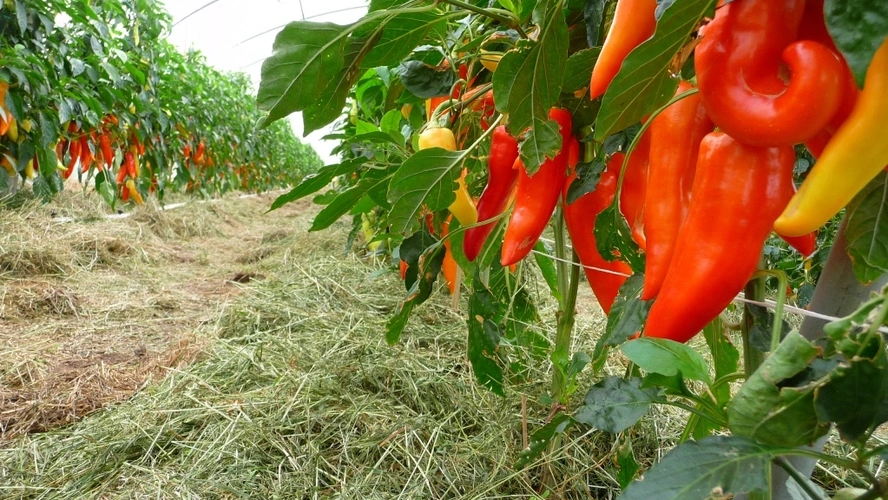 Spitzpaprika mit Mulchschicht