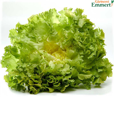 Produktfoto zu Endivien
