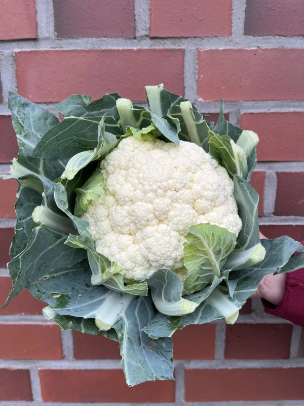 KI generiert: Ein frischer Blumenkohlkopf wird vor einer Ziegelwand gehalten.