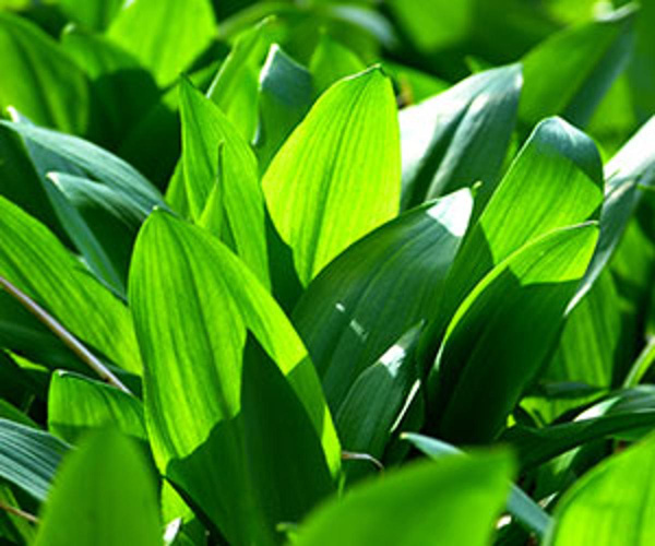 Produktfoto zu Bärlauch