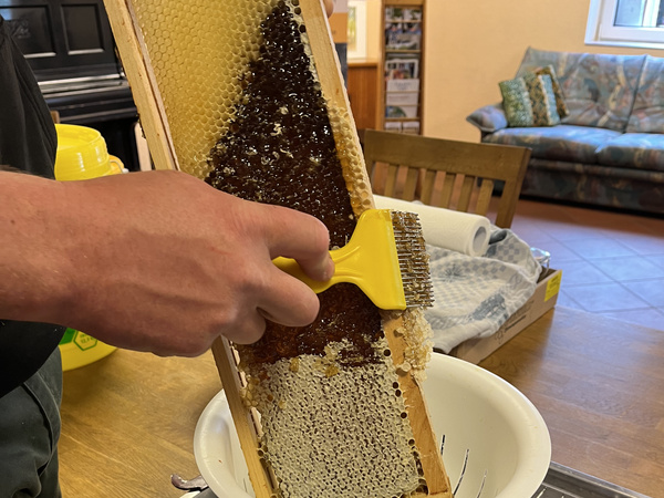 Honigrähmchen beim Entdeckeln der Wabe vom Wachs