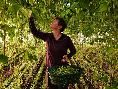 Eine Frau im Gewächshaus pflückt Stangenbohnen in einen Korb.