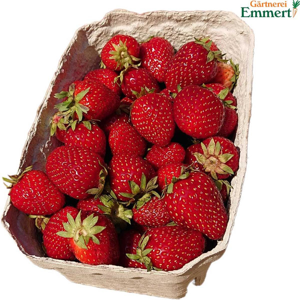 Produktfoto zu Erdbeeren 500 g Schale