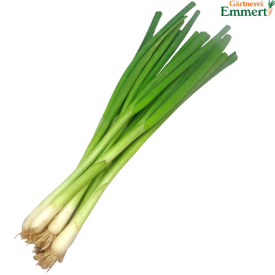 Produktfoto zu Lauchzwiebeln