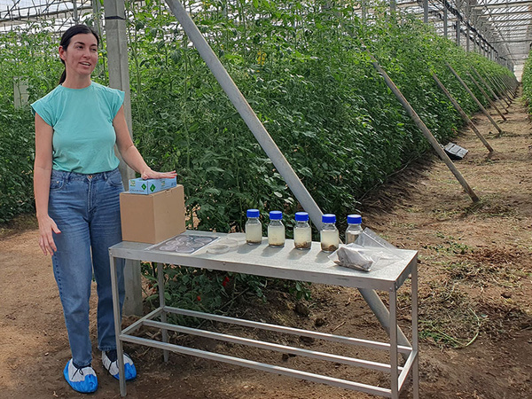 KI generiert: Eine Person steht in einem Gewächshaus neben einem Tisch mit Probenfläschchen. Im Hintergrund sind Reihen von Tomatenpflanzen zu sehen.