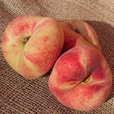 Produktfoto zu Pfirsich, weiß