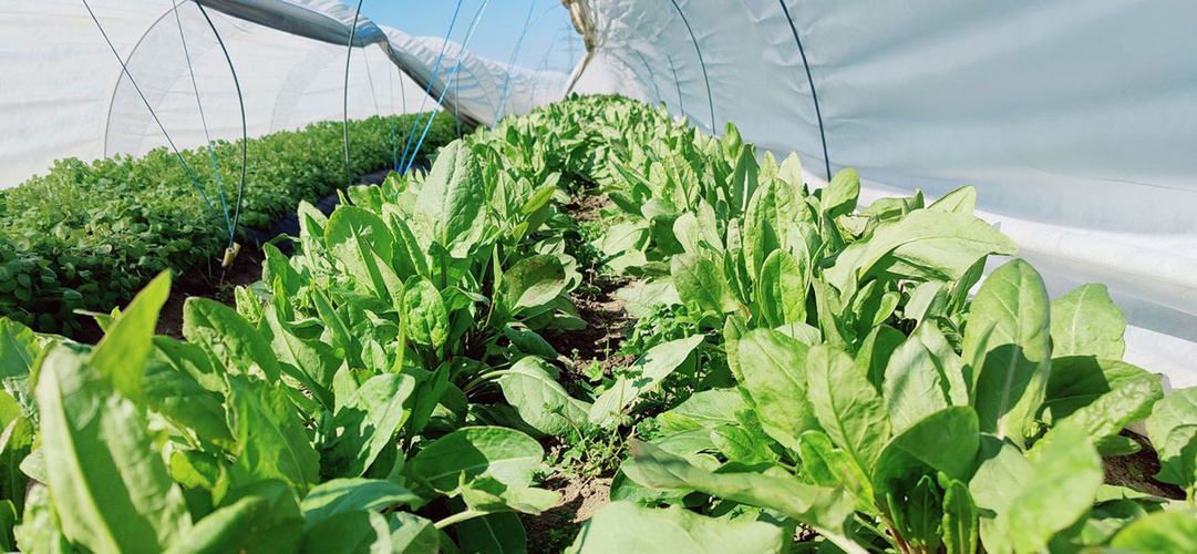 Sauerampfer im Freiland unter einem Minitunnel