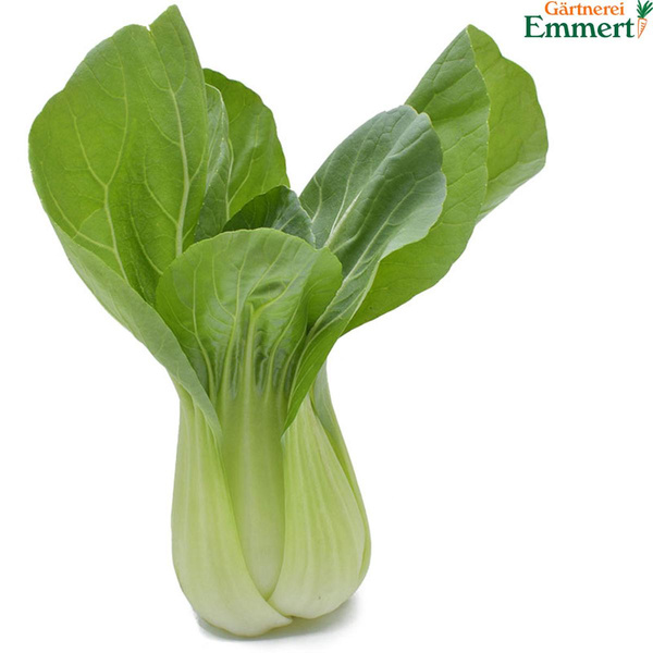 Produktfoto zu Pak Choi