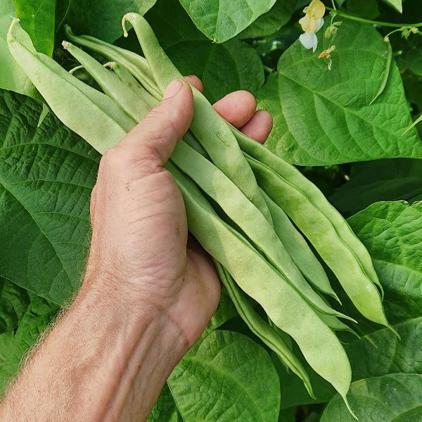 Produktfoto zu Stangenbohnen breit