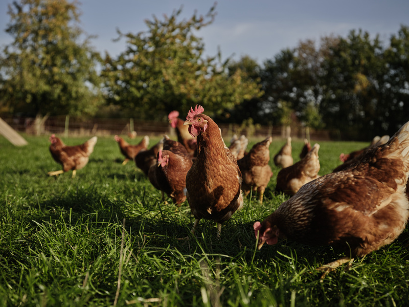 Freilaufende Hühner auf grüner Wiese