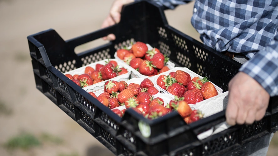 KI generiert: Eine Person hält eine Kiste voller frischer Erdbeeren in Schälchen.