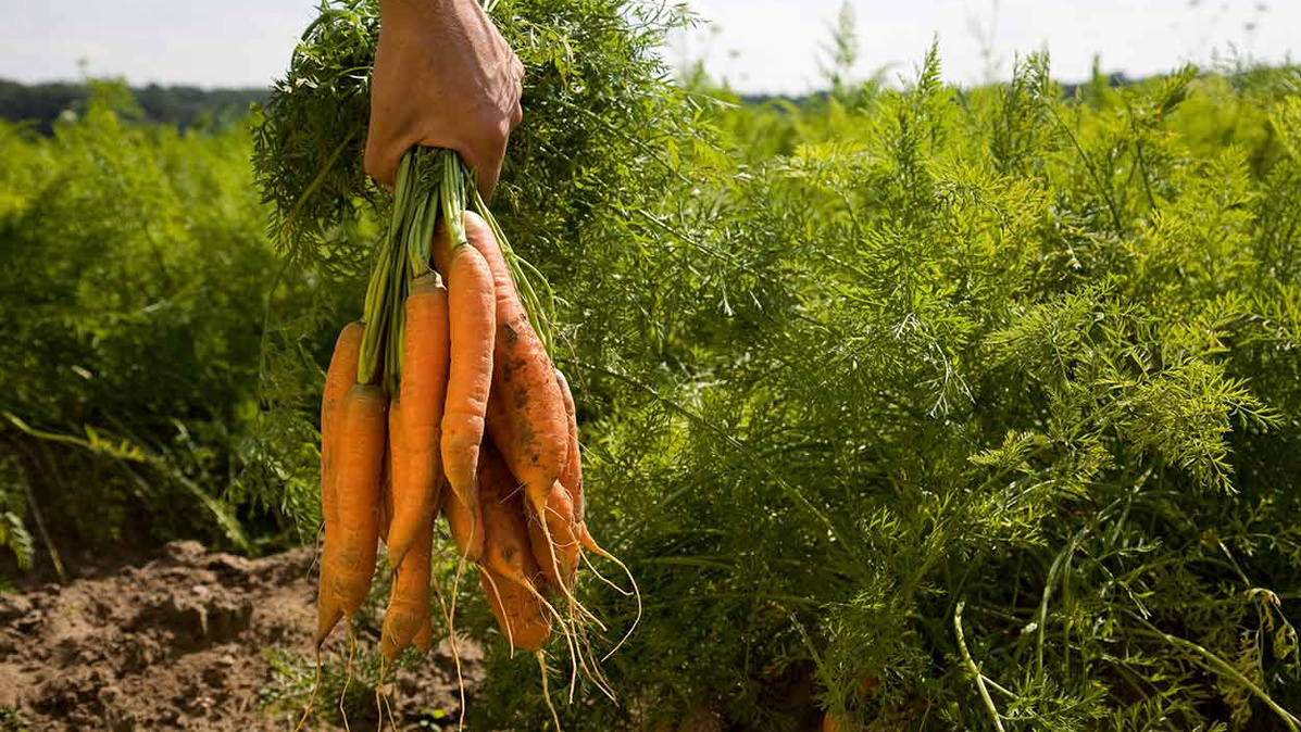 Ein Gärtner zieht frische Möhren aus der Erde