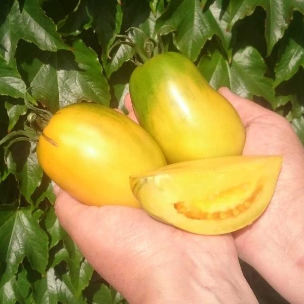 Produktfoto zu Tomate, 'Orange Banana'