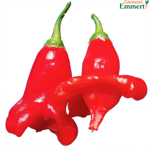 Produktfoto zu Glockenchili "Bischhofsmütze"