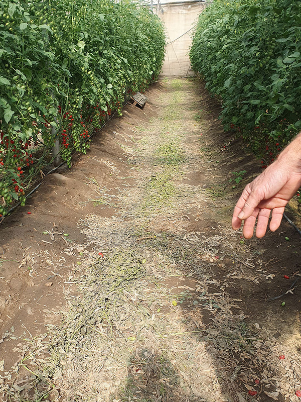 KI generiert: Auf dem Bild ist ein Gewächshausgang mit dichten Tomatenpflanzen an beiden Seiten zu sehen. Eine Hand ragt von rechts ins Bild und zeigt möglicherweise auf die Pflanzen oder den Boden.