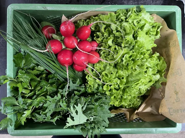 Grüne Kiste gefüllt mit Salat, Radieschen, Petersilie, Schnittlauch und Baby Kale