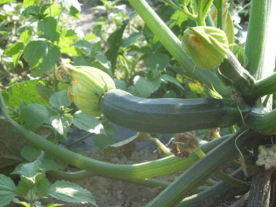 Produktfoto zu Zucchini grün
