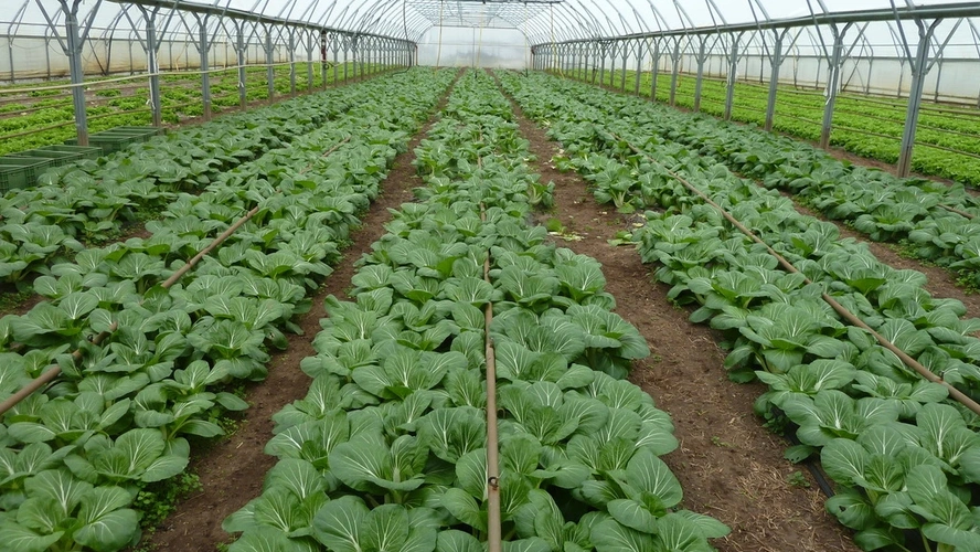 Folienhaus mit Pak Choi