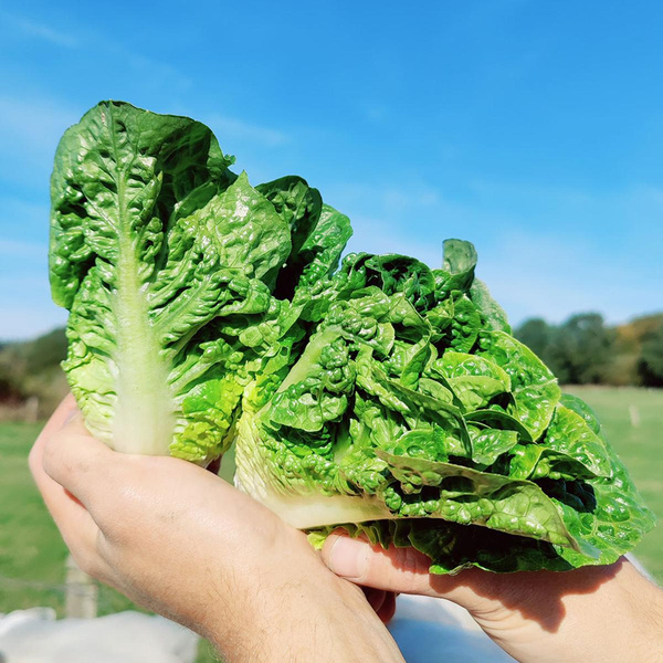 Produktfoto zu Römersalatherz