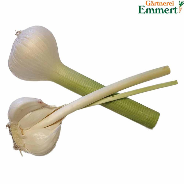 Produktfoto zu Knoblauch frisch