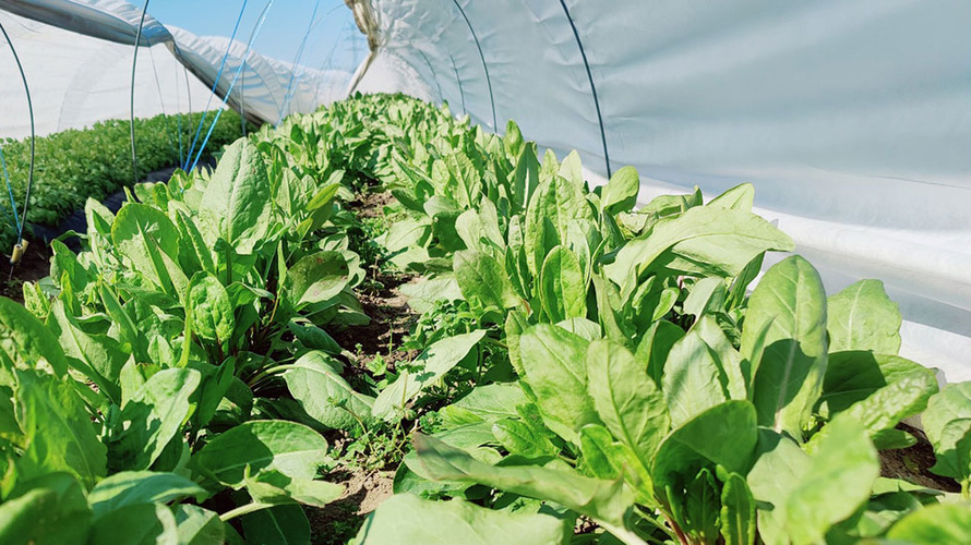 Kultursauerampfer im Minitunnel in unserem Garten