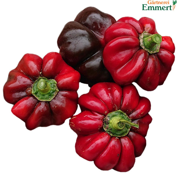 Produktfoto zu Paprika 'Ratunda rot'