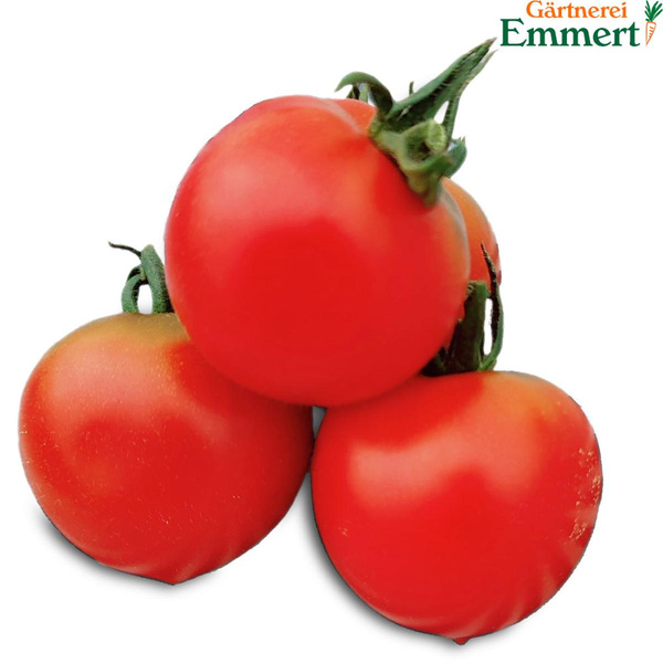 Produktfoto zu Tomaten 'Ruthje'