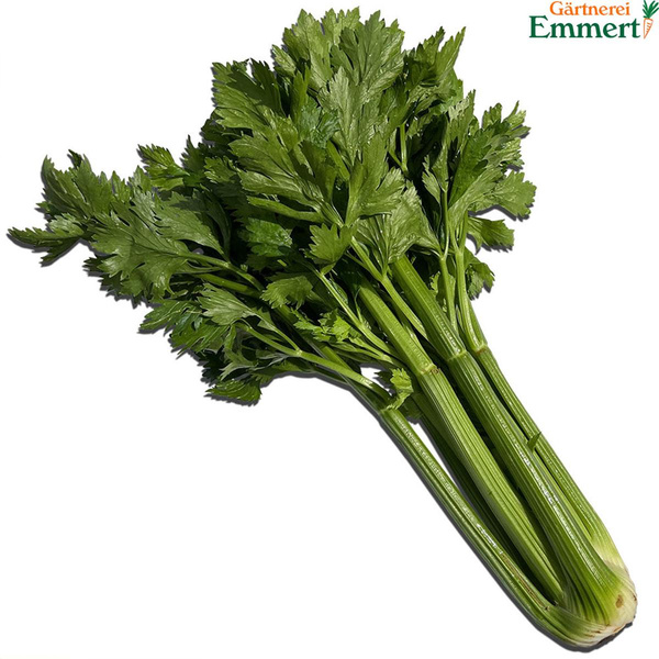Produktfoto zu Stangensellerie