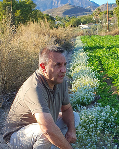 KI generiert: Ein Mann kniet in einem landwirtschaftlichen Feld neben einer Reihe von blühenden Pflanzen. Im Hintergrund sind grüne Felder und Berge zu sehen.