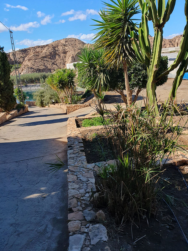 KI generiert: Das Bild zeigt einen gepflasterten Weg, der von Pflanzen wie Palmen und Kakteen gesäumt wird, in einer trockenen, felsigen Landschaft. Im Hintergrund sind Hügel und ein klarer blauer Himmel sichtbar.