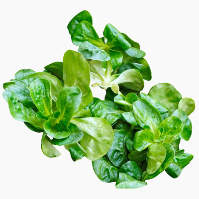 Produktfoto zu Feldsalat